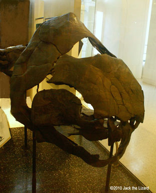 the head of Duncleosteus, America Museum of Natural History