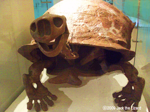 Geochelone atlas, America Museum of Natural History