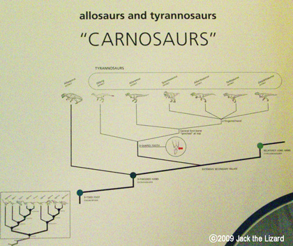 Both Allosaurus and Tyrannosaurus are in this group, but Allosaurus branched off because it had three fingered hand.