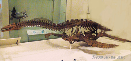 Cryptocleidus, America Museum of Natural History