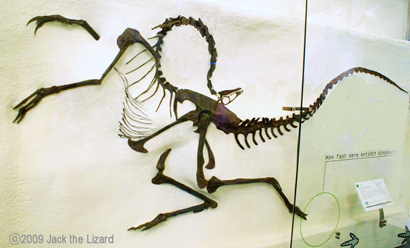 Struthiomius, America Museum of Natural History