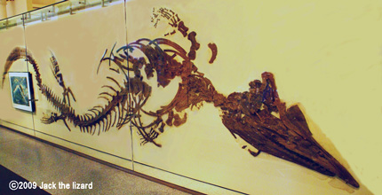 Tylosaurus, America Museum of Natural History