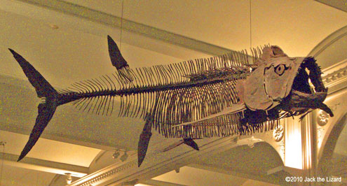 Xiphactinus (Reprica), America Museum of Natural History