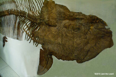 head of Xiphactinus, America Museum of Natural History