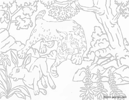 bobcat coloring pictures