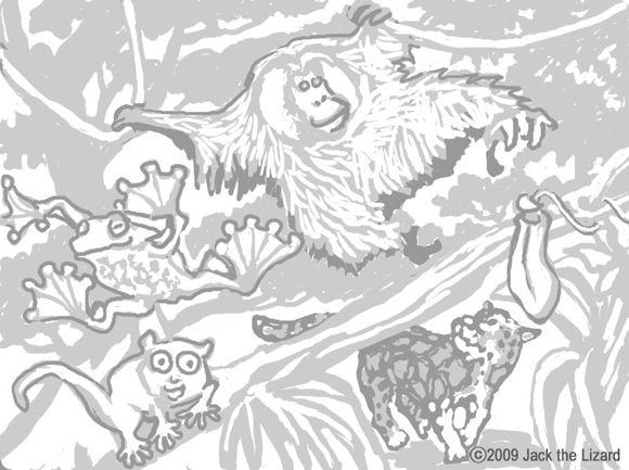 Coloring Pages of Borneo Rainforest