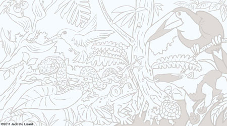 Coloring Pages of Central American Wildlife