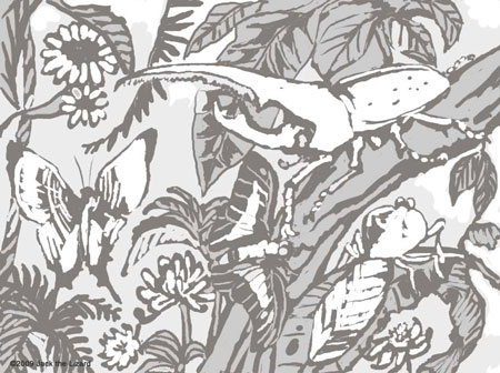 Coloring Pages of the Rainforest in Costa Rica