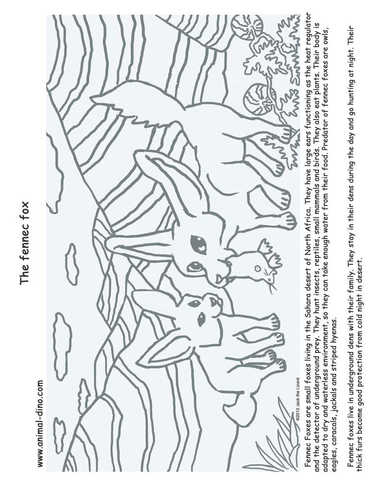 Animal Coloring Page (Fennec Fox) Print Size - Jack the Lizared Wonder World