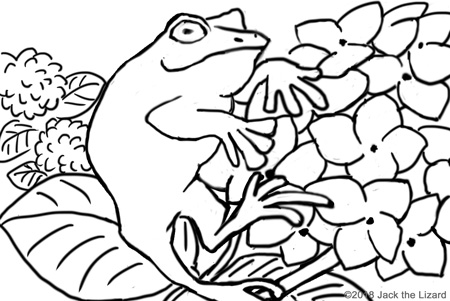 Coloring Pages of Frog and Hydrangea