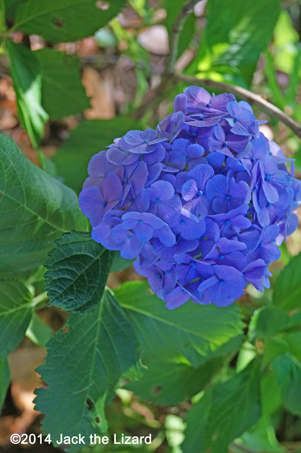 Big Leaf Fydrangea