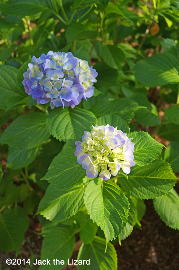 Big Leaf Fydrangea