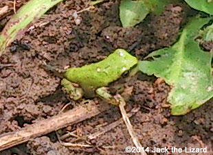 Japanese Tree Frog