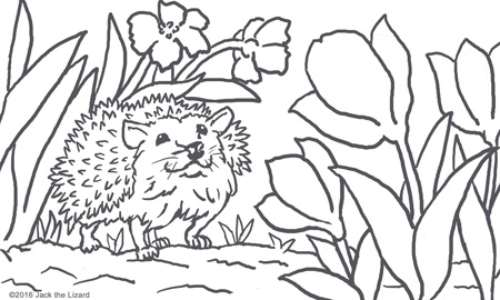 Coloring Pages of Hedgehog
