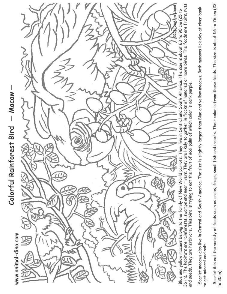 macaw coloring pages print - photo #47