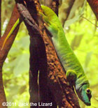 Madagascar day gecko