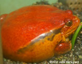 Madagascar Tomato frog