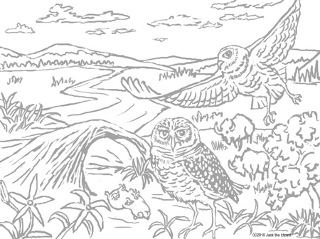 Coloring Pages of Burrowing owl