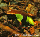 Painted mantella