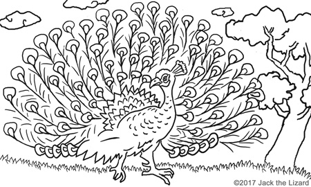 Coloring Pages of Peafowl