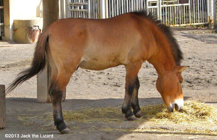 Przewalski's Horse