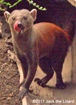 Ring tailed mongooses