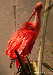 Scarlet Ibis