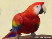 Scarlet Macaw