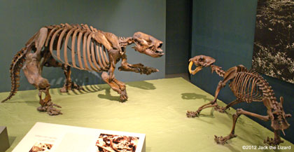 Smilodon