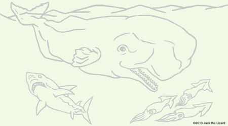 Coloring Pages of Sperm Whale