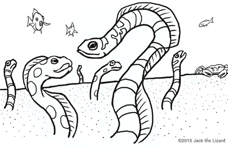 Coloring Pages of Splendid Garden Eel