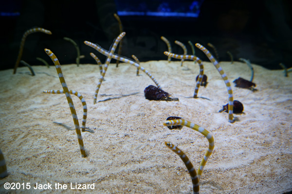 Splendid Garden Eel