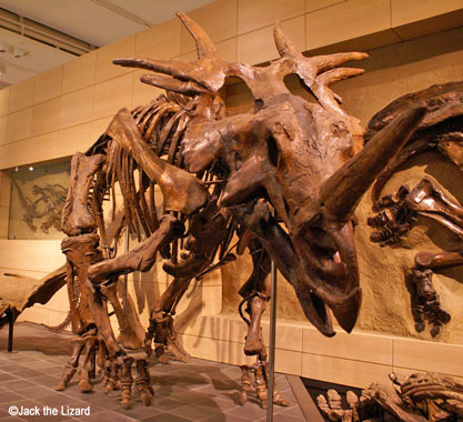 Styracosaurus