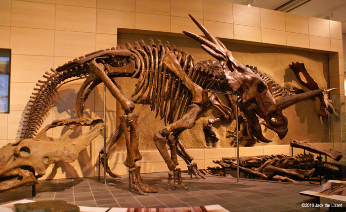 Styracosaurus