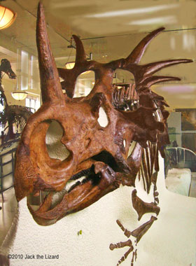 Styracosaurus