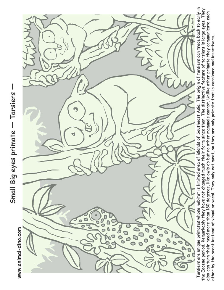 tarsier coloring pages - photo #6