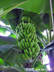 banana, Atagawa Tropical & Alligator Garden