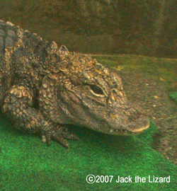 Dwarf Crocodile, Atagawa Tropical & Alligator Garden