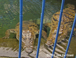 Nile Crocodile, Atagawa Tropical & Alligator Garden