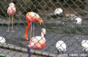 Flamingos and Ibises, Atagawa Tropical & Alligator Garden