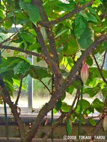 Cacao, Atagawa Tropical & Alligator Garden