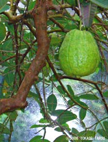 Guava, Atagawa Tropical & Alligator Garden