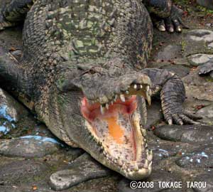 Seawater crocodile, Atagawa Tropical & Alligator Garden