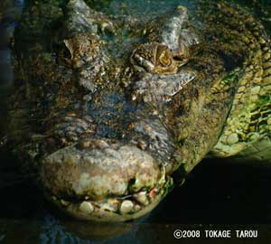 Seawater crocodile, Atagawa Tropical & Alligator Garden