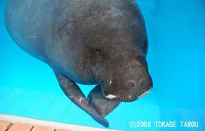 The Amazon Manatee, Atagawa Tropical & Alligator Garden