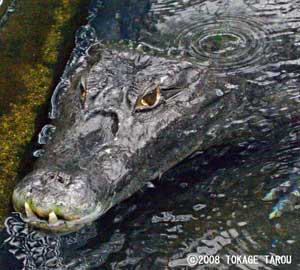 The Spectacled Caiman, Atagawa Tropical & Alligator Garden