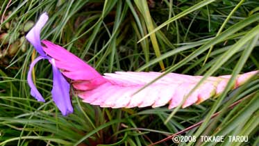 Orchid, Atagawa Tropical & Alligator Garden