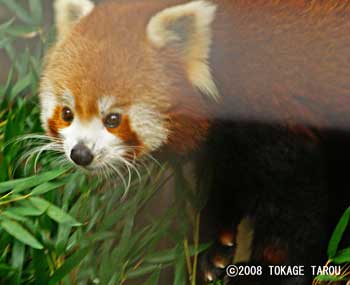 The Western Red Panda, Atagawa Tropical & Alligator Garden