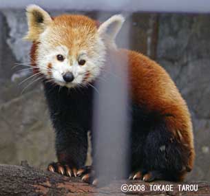 The Western Red Panda, Atagawa Tropical & Alligator Garden