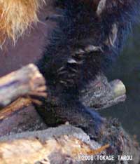 The Western Red Panda, Atagawa Tropical & Alligator Garden